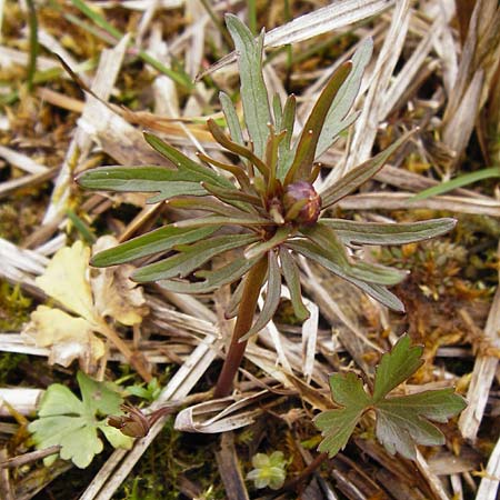 Ranunculus phragmiteti \ Rhricht-Gold-Hahnenfu / Cane-Brake Goldilocks, D Andechs 31.3.2014