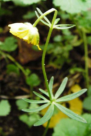 Ranunculus puberulus \ Flaum-Gold-Hahnenfu� / Pubescent GoldilocksButtercup, D Hilzingen (Hegau) 3.5.2014