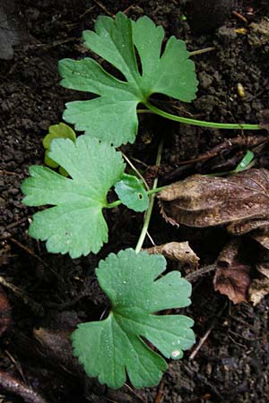 Ranunculus puberulus \ Flaum-Gold-Hahnenfu� / Pubescent GoldilocksButtercup, D Hilzingen (Hegau) 3.5.2014