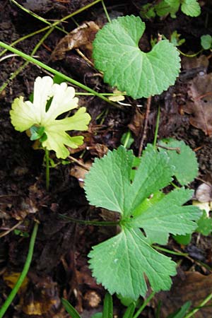 Ranunculus puberulus \ Flaum-Gold-Hahnenfu� / Pubescent GoldilocksButtercup, D Hilzingen (Hegau) 3.5.2014