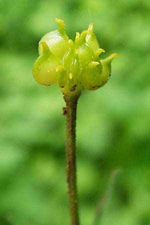 Ranunculus puberulus \ Flaum-Gold-Hahnenfu� / Pubescent GoldilocksButtercup, D Hilzingen (Hegau) 3.5.2014
