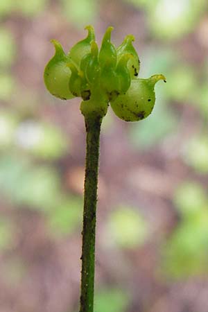 Ranunculus puberulus \ Flaum-Gold-Hahnenfu� / Pubescent GoldilocksButtercup, D Hilzingen (Hegau) 3.5.2014