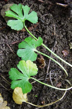 Ranunculus puberulus \ Flaum-Gold-Hahnenfu� / Pubescent GoldilocksButtercup, D Hilzingen (Hegau) 3.5.2014
