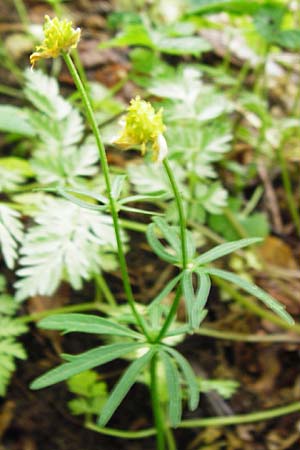 Ranunculus puberulus \ Flaum-Gold-Hahnenfu� / Pubescent GoldilocksButtercup, D Hilzingen (Hegau) 3.5.2014