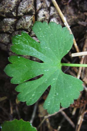 Ranunculus puberulus \ Flaum-Gold-Hahnenfu� / Pubescent GoldilocksButtercup, D Hilzingen (Hegau) 3.5.2014