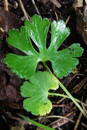Ranunculus puberulus \ Flaum-Gold-Hahnenfu� / Pubescent GoldilocksButtercup, D Hilzingen (Hegau) 3.5.2014