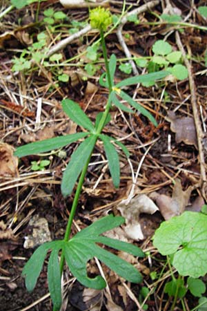 Ranunculus puberulus \ Flaum-Gold-Hahnenfu� / Pubescent GoldilocksButtercup, D Hilzingen (Hegau) 3.5.2014
