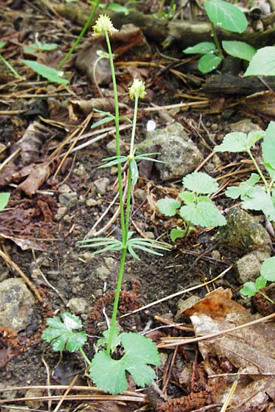Ranunculus puberulus \ Flaum-Gold-Hahnenfu� / Pubescent GoldilocksButtercup, D Hilzingen (Hegau) 3.5.2014