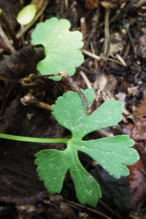 Ranunculus puberulus \ Flaum-Gold-Hahnenfu� / Pubescent GoldilocksButtercup, D Hilzingen (Hegau) 3.5.2014
