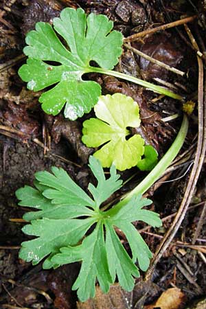 Ranunculus puberulus \ Flaum-Gold-Hahnenfu� / Pubescent GoldilocksButtercup, D Hilzingen (Hegau) 3.5.2014