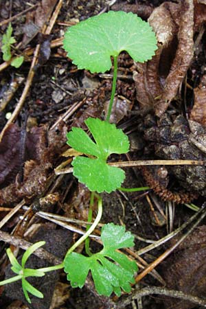 Ranunculus puberulus \ Flaum-Gold-Hahnenfu� / Pubescent GoldilocksButtercup, D Hilzingen (Hegau) 3.5.2014