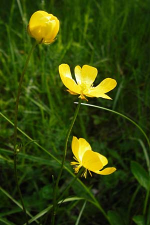 Ranunculus polyanthemophyllus \ Schlitzblttriger Hain-Hahnenfu, Polyanthemosblttriger Hahnenfu / Cutleaf Buttercup, D Ketsch 16.5.2014