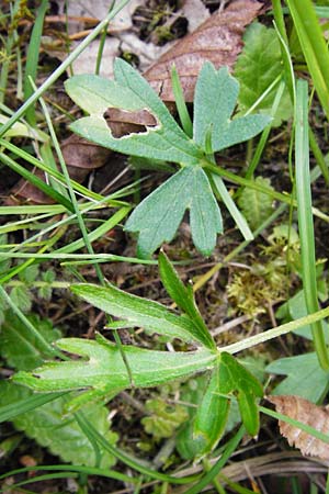 Ranunculus polyanthemophyllus \ Schlitzblttriger Hain-Hahnenfu, Polyanthemosblttriger Hahnenfu / Cutleaf Buttercup, D Ketsch 16.5.2014