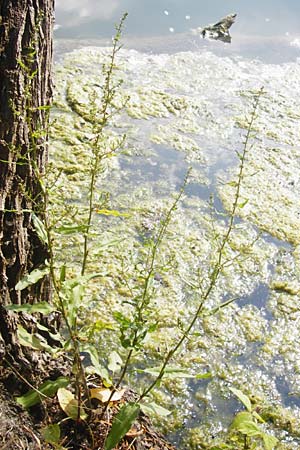 Rumex palustris \ Sumpf-Ampfer / Marsh Dock, D Bobenheim-Roxheim 3.6.2014