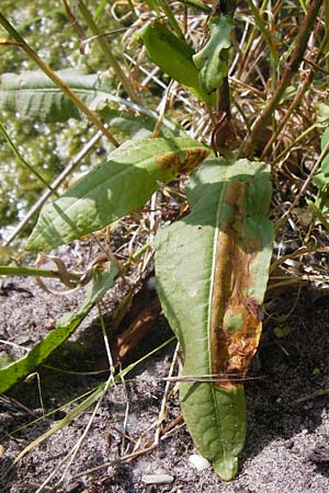 Rumex palustris \ Sumpf-Ampfer / Marsh Dock, D Bobenheim-Roxheim 3.6.2014