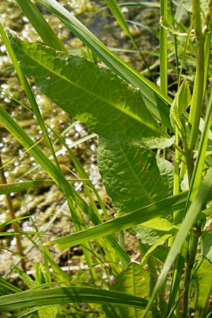 Rumex palustris \ Sumpf-Ampfer / Marsh Dock, D Bobenheim-Roxheim 3.6.2014