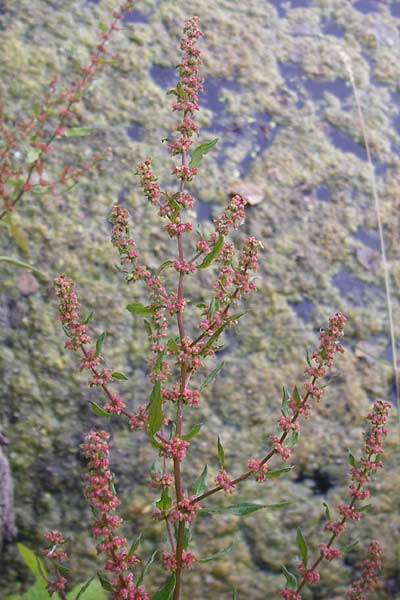 Rumex palustris \ Sumpf-Ampfer / Marsh Dock, D Bobenheim-Roxheim 23.6.2014