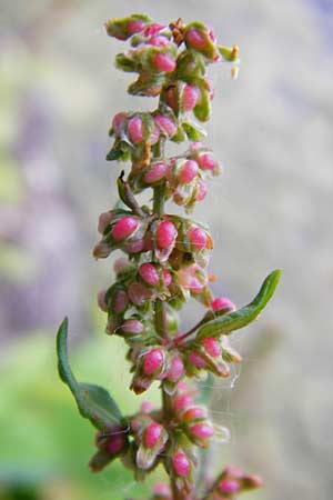 Rumex palustris \ Sumpf-Ampfer / Marsh Dock, D Bobenheim-Roxheim 23.6.2014