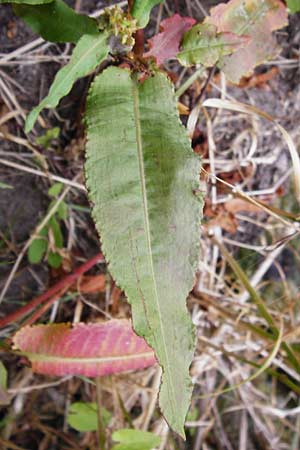 Rumex palustris \ Sumpf-Ampfer / Marsh Dock, D Bobenheim-Roxheim 23.6.2014
