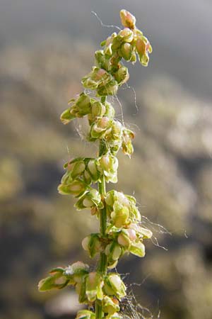 Rumex palustris \ Sumpf-Ampfer / Marsh Dock, D Bobenheim-Roxheim 23.6.2014