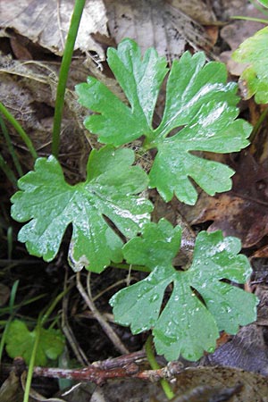 Ranunculus geraniiformis \ Storchschnabelartiger Gold-Hahnenfu / Geranium-Like Goldilocks, D Werneck 4.5.2013
