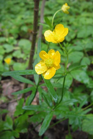 Ranunculus geraniiformis \ Storchschnabelartiger Gold-Hahnenfu / Geranium-Like Goldilocks, D Werneck 4.5.2013