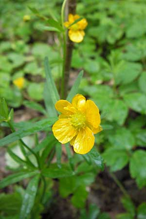 Ranunculus geraniiformis \ Storchschnabelartiger Gold-Hahnenfu / Geranium-Like Goldilocks, D Werneck 4.5.2013