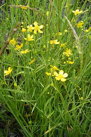 Ranunculus flammula \ Brennender Hahnenfu / Lesser Spearwort, D Eppertshausen 12.6.2010