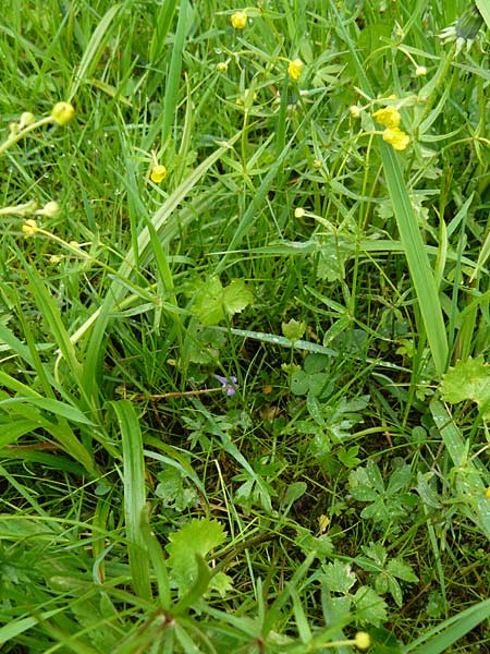 Ranunculus rhombilobus \ Rhombusblttriger Gold-Hahnenfu / Rhomb-Leaved Goldilocks, D Bayrischer Wald, Eppenschlag 3.5.2014