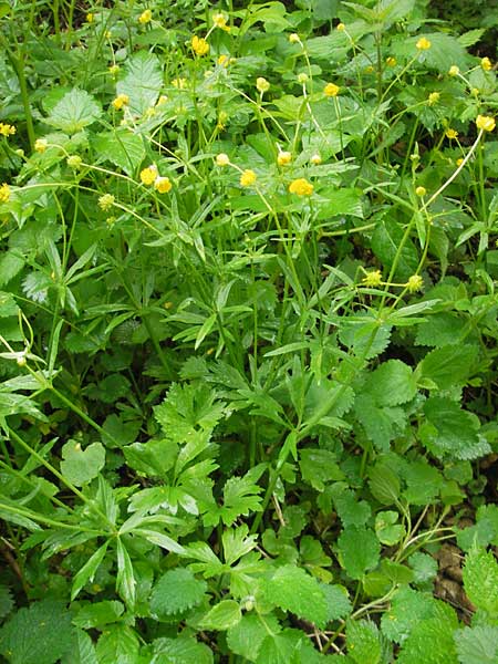 Ranunculus roessleri \ R&ouml;sslers Gold-Hahnenfu� / Roessler's Goldilocks, D Ulm 5.5.2012