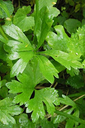 Ranunculus roessleri \ R&ouml;sslers Gold-Hahnenfu� / Roessler's Goldilocks, D Ulm 5.5.2012