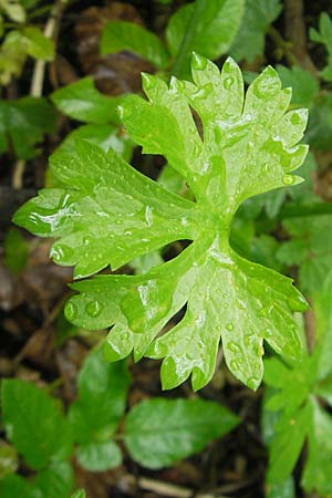 Ranunculus roessleri \ R&ouml;sslers Gold-Hahnenfu� / Roessler's Goldilocks, D Ulm 5.5.2012