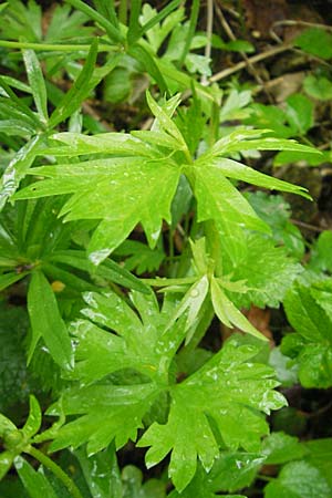 Ranunculus roessleri \ R&ouml;sslers Gold-Hahnenfu� / Roessler's Goldilocks, D Ulm 5.5.2012
