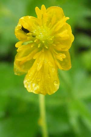 Ranunculus roessleri \ R&ouml;sslers Gold-Hahnenfu� / Roessler's Goldilocks, D Ulm 5.5.2012