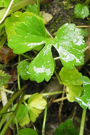 Ranunculus roessleri \ R&ouml;sslers Gold-Hahnenfu� / Roessler's Goldilocks, D Ulm 5.5.2012