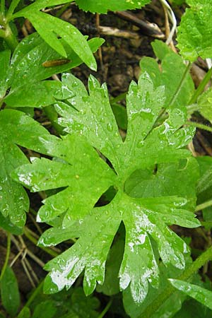 Ranunculus roessleri \ R&ouml;sslers Gold-Hahnenfu� / Roessler's Goldilocks, D Ulm 5.5.2012
