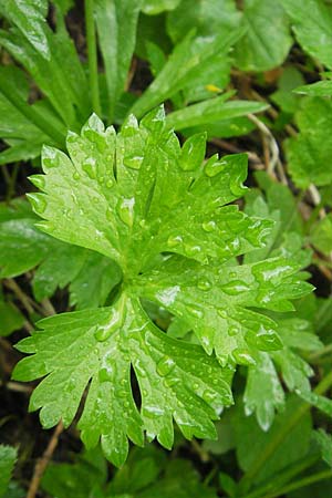 Ranunculus roessleri \ R&ouml;sslers Gold-Hahnenfu� / Roessler's Goldilocks, D Ulm 5.5.2012