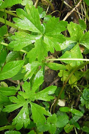 Ranunculus roessleri \ R&ouml;sslers Gold-Hahnenfu� / Roessler's Goldilocks, D Ulm 5.5.2012