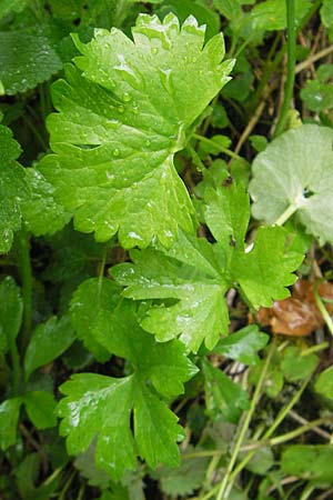 Ranunculus roessleri \ R&ouml;sslers Gold-Hahnenfu� / Roessler's Goldilocks, D Ulm 5.5.2012