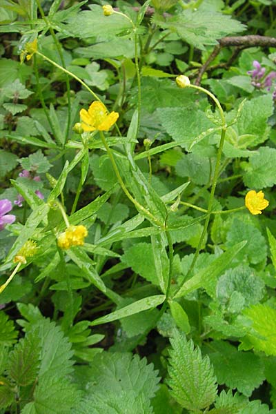 Ranunculus roessleri \ R&ouml;sslers Gold-Hahnenfu� / Roessler's Goldilocks, D Ulm 5.5.2012