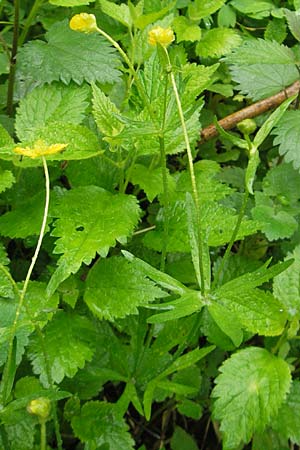 Ranunculus roessleri \ R&ouml;sslers Gold-Hahnenfu� / Roessler's Goldilocks, D Ulm 5.5.2012