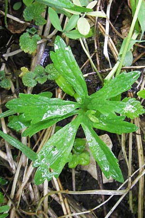 Ranunculus roessleri \ R&ouml;sslers Gold-Hahnenfu� / Roessler's Goldilocks, D Ulm 5.5.2012