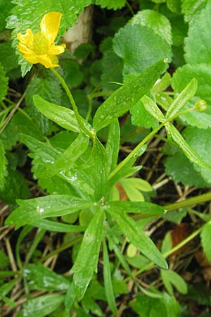 Ranunculus roessleri \ R&ouml;sslers Gold-Hahnenfu� / Roessler's Goldilocks, D Ulm 5.5.2012