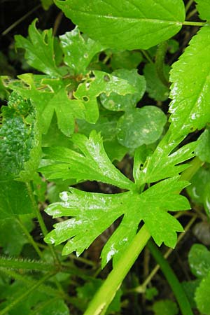 Ranunculus roessleri \ R&ouml;sslers Gold-Hahnenfu� / Roessler's Goldilocks, D Ulm 5.5.2012