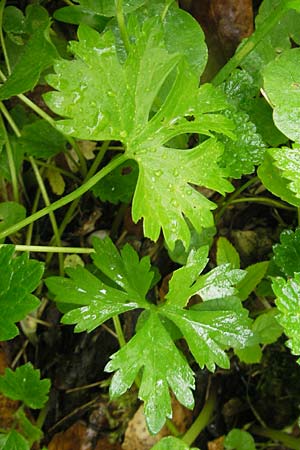 Ranunculus roessleri \ R&ouml;sslers Gold-Hahnenfu� / Roessler's Goldilocks, D Ulm 5.5.2012