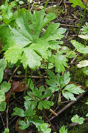 Ranunculus roessleri \ R&ouml;sslers Gold-Hahnenfu� / Roessler's Goldilocks, D Ulm 5.5.2012