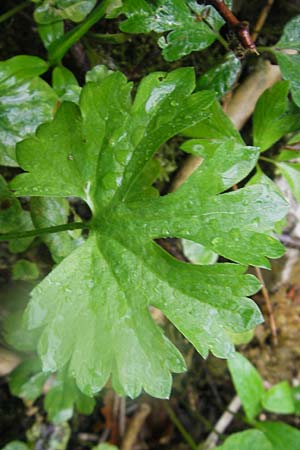 Ranunculus roessleri \ R&ouml;sslers Gold-Hahnenfu� / Roessler's Goldilocks, D Ulm 5.5.2012