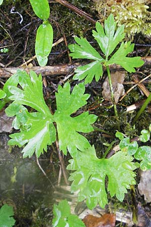 Ranunculus roessleri \ R&ouml;sslers Gold-Hahnenfu� / Roessler's Goldilocks, D Ulm 5.5.2012