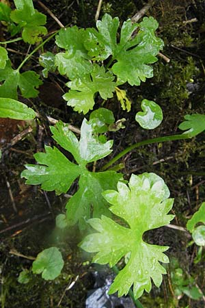 Ranunculus roessleri \ R&ouml;sslers Gold-Hahnenfu� / Roessler's Goldilocks, D Ulm 5.5.2012
