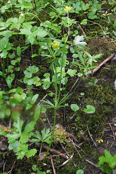 Ranunculus roessleri \ R&ouml;sslers Gold-Hahnenfu� / Roessler's Goldilocks, D Ulm 5.5.2012